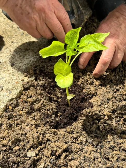 Close-up of hands planting a seedling in soil, highlighting gardening essentials.