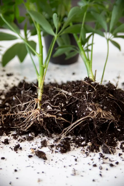 Close-up of houseplants showing roots and soil on a white background.