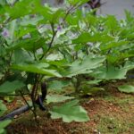 Close-up of lush green eggplant plants thriving in an outdoor vegetable garden.