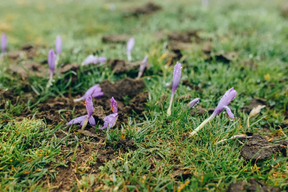 Close-up of purple crocus buds and fresh green grass emerging after rains, showcasing early spring flora.
