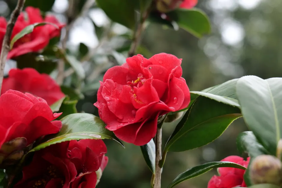 Close-up of red camellia flowers with dew drops, captured on a fresh morning.