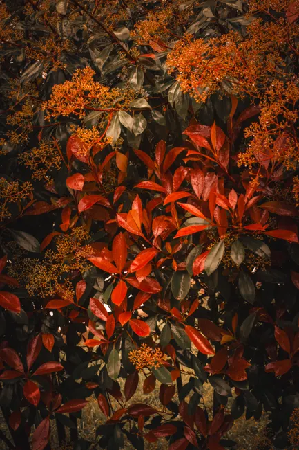 Close-up of red Photinia leaves in a garden setting, displaying vivid autumn colors.