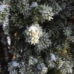 Sarcococca : planter en automne, parfumer l’hiver jusqu’en mars Close-up of snow-dusted evergreen branches, capturing the serene beauty of winter.