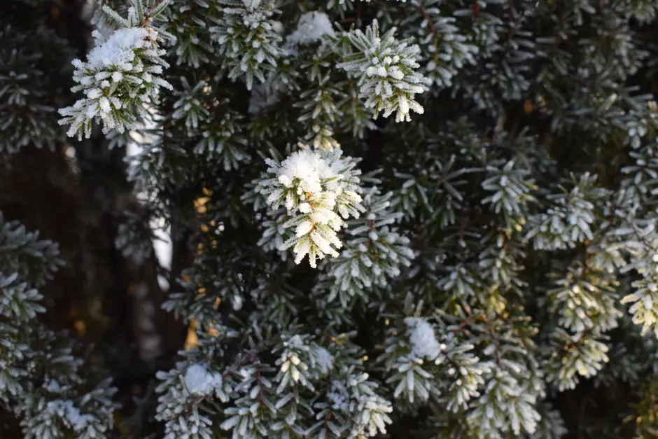 Close-up of snow-dusted evergreen branches, capturing the serene beauty of winter.