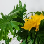 Plantes vertes en hiver : 5 indices avant de traiter Close-up of tropical philodendron plant with vibrant yellow leaf on white background.