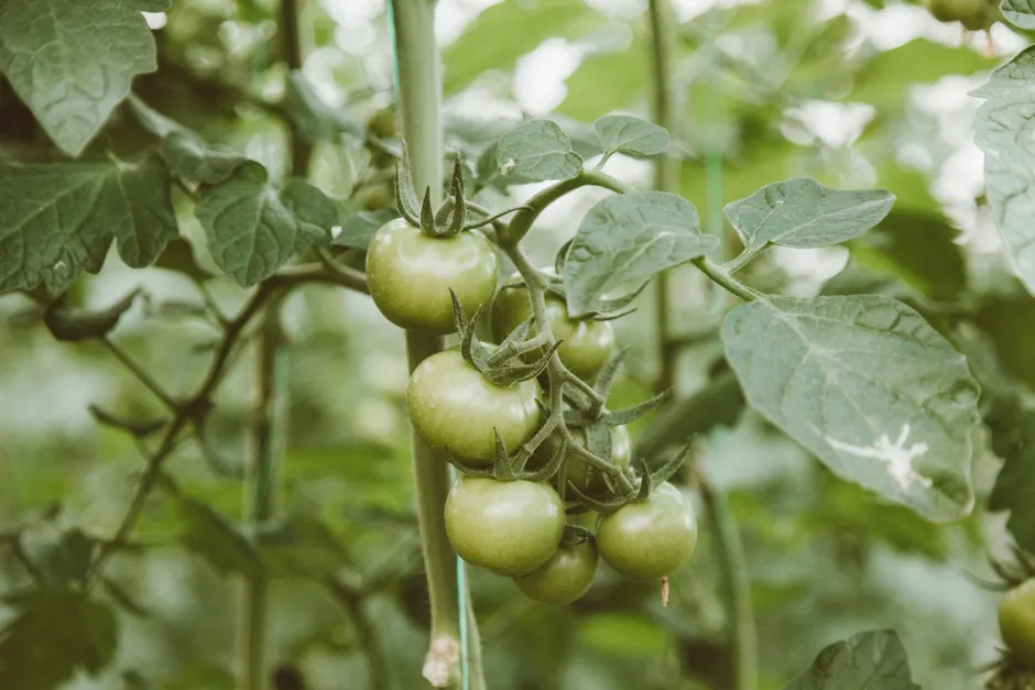 Close-up of unripe green tomatoes growing on a vine in a lush garden setting.