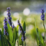 Pontédérie à feuilles en cœur : fleurs bleues, rhizomes à contenir Close-up of vibrant blue pickerelweed flowers blooming in a tranquil waterside setting on a sunny day.