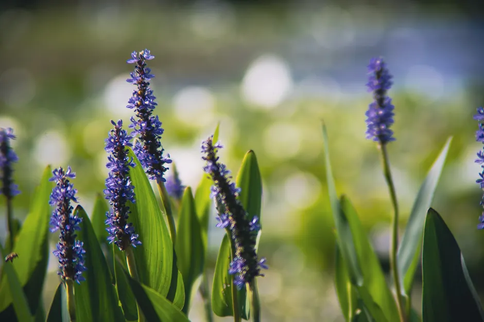 Close-up of vibrant blue pickerelweed flowers blooming in a tranquil waterside setting on a sunny day.