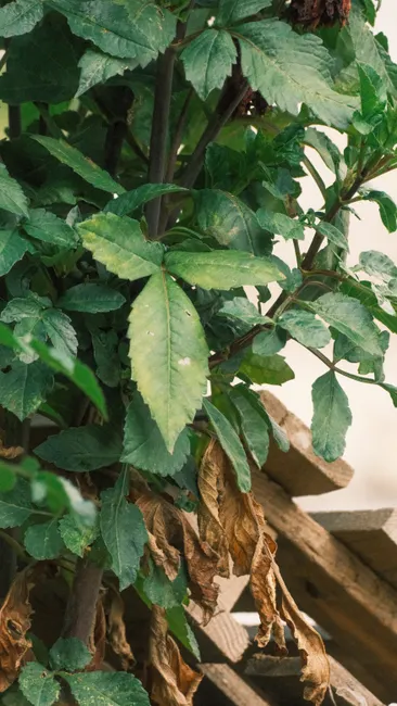 Close-up of vibrant green leaves with dried foliage among garden plants.