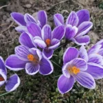 Crocus de printemps ou safran : 5 repères de septembre à avril, sans se planter Close-up of vibrant purple crocus flowers blooming in springtime garden.