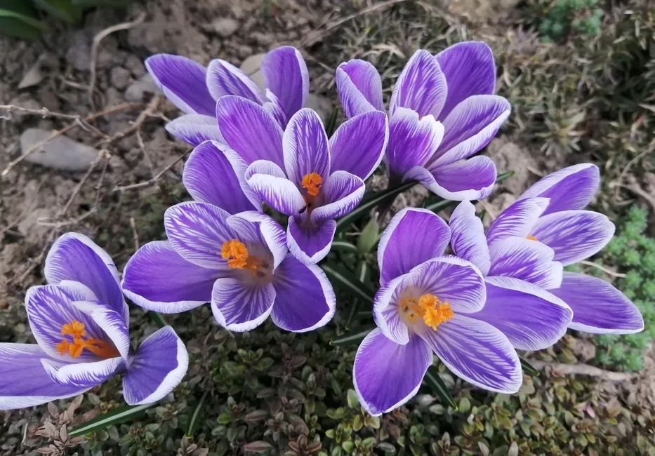 Close-up of vibrant purple crocus flowers blooming in springtime garden.