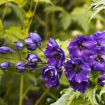 Delphinium au jardin : planter de mars à novembre sans coucher les épis Close-up of vibrant purple delphinium flowers showcasing their striking beauty in a natural garden setting.