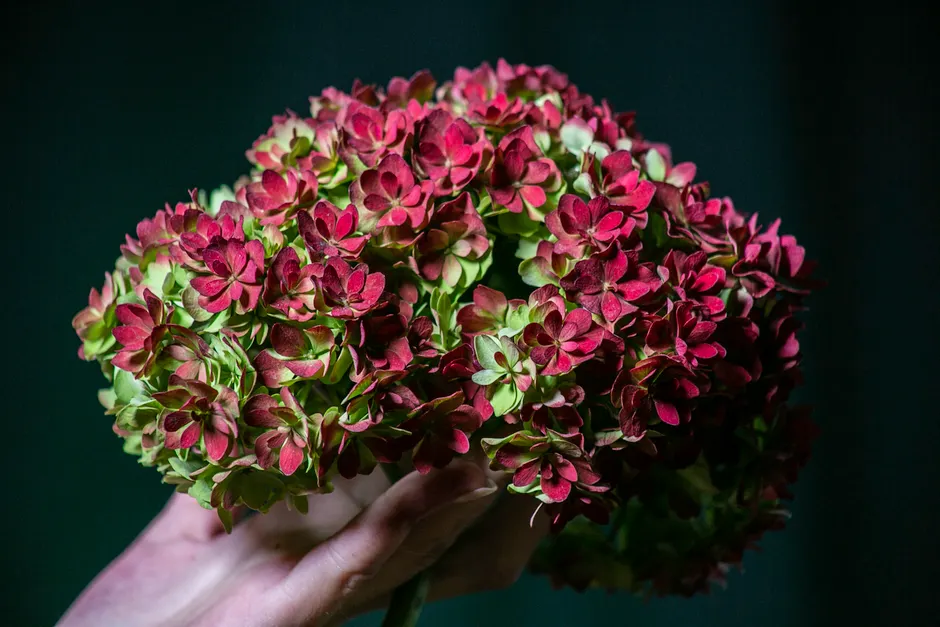 Close-up of vibrant red and green hydrangea blooms held in a hand.