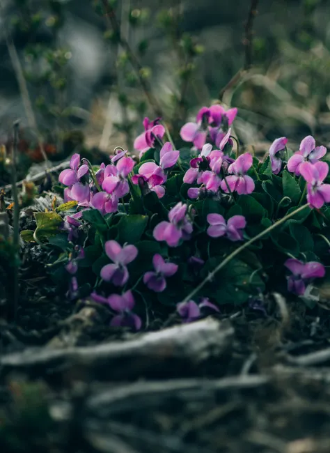 Close-up of vibrant sweet violets blooming in a natural setting.
