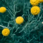 Santoline grise : planter en mars-avril, tailler au vert sans la noyer Close-up of vibrant yellow Santolina flowers amidst green foliage, showcasing beauty of nature.