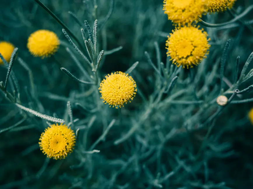 Close-up of vibrant yellow Santolina flowers amidst green foliage, showcasing beauty of nature.