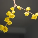 Chimonanthe précoce : fleurs de décembre à février, 2 à 4 m, gel à surveiller Close-up of vibrant yellow winter sweet flowers blooming on a branch against a neutral background.