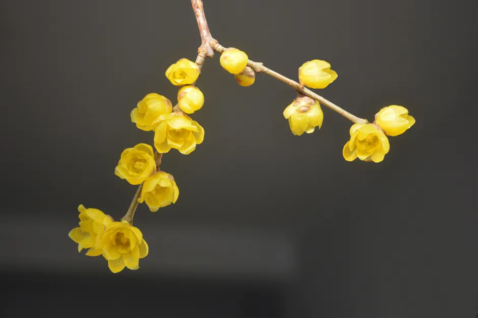 Close-up of vibrant yellow winter sweet flowers blooming on a branch against a neutral background.