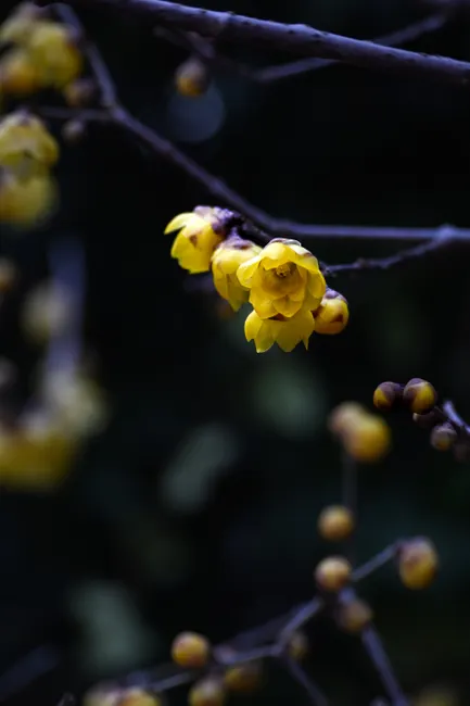 Close-up of yellow Chimonanthus flowers blooming against a dark backdrop.
