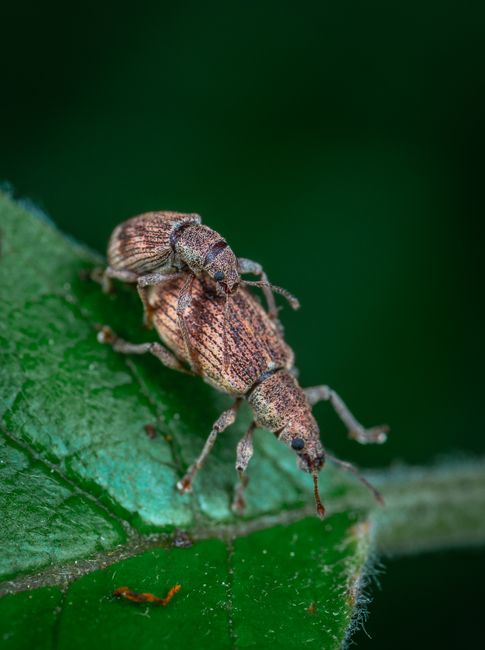 Close-up shot of two weevils mating on a green leaf, showcasing natural insect behavior.