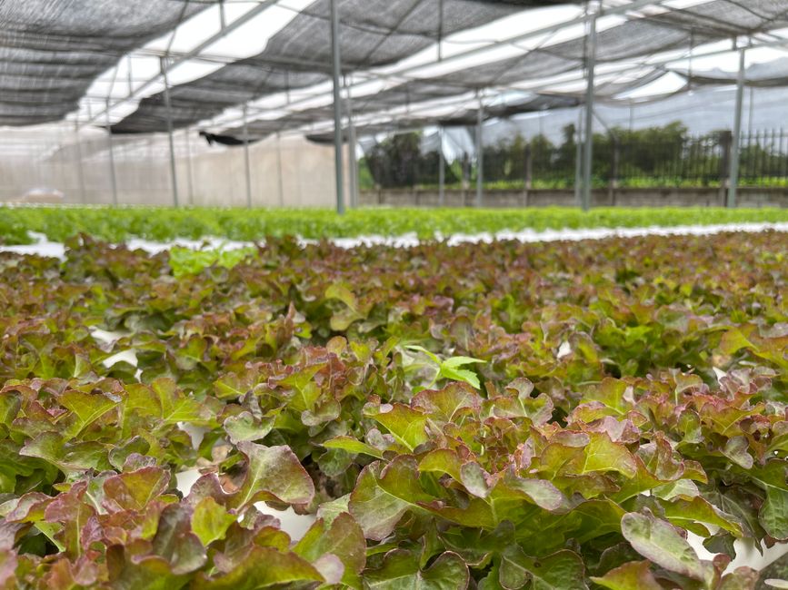 Close-up view of red oak lettuce cultivation in a Laos greenhouse under a shaded roof.