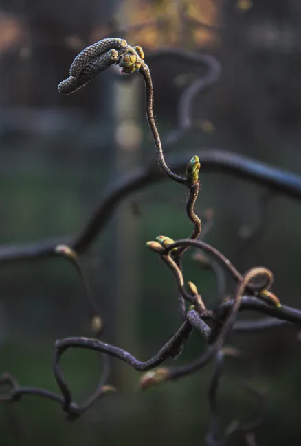 Close-up view of twisted corkscrew hazel branches with budding tips.
