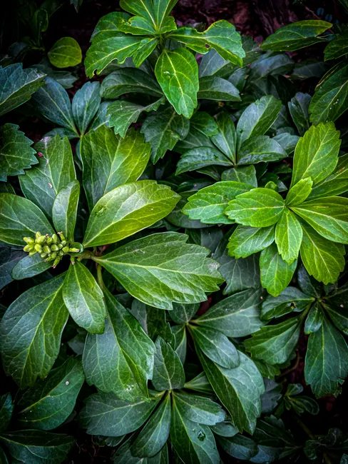 Close-up view of vibrant Pachysandra leaves in a garden, showcasing their lush greenery.