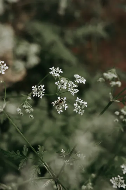 Closeup of white meadow chervil flowers in focus, capturing the beauty of nature's wildflowers.