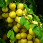 Prunier mirabelle : planter de novembre à mars, récolter d'août à septembre, sans jouer avec le gel Cluster of ripe yellow mirabelle plums hanging from a leafy tree branch in summer.