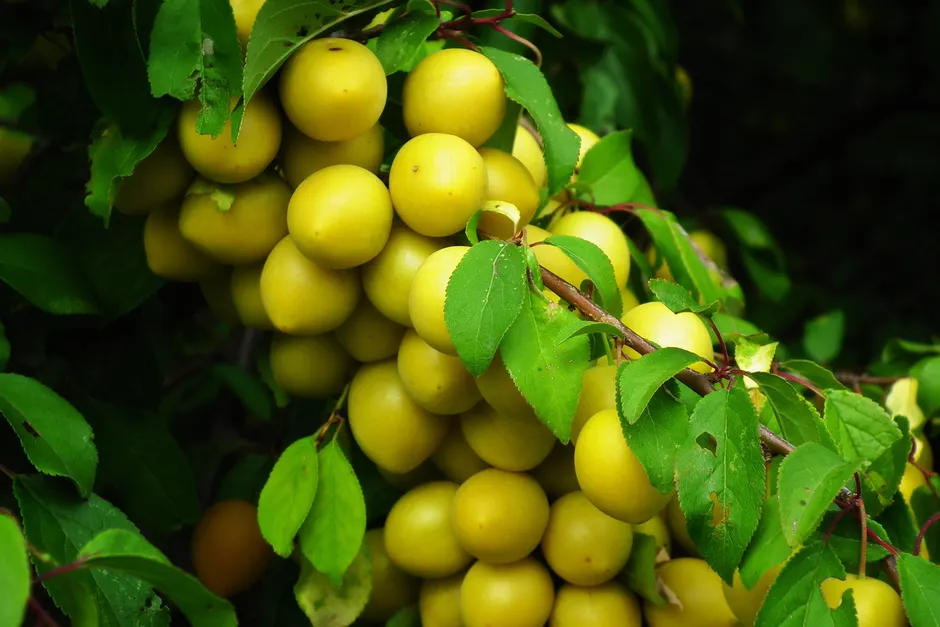 Cluster of ripe yellow mirabelle plums hanging from a leafy tree branch in summer.
