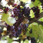 Vigne grimpante : février-mars, tailler sans jouer au mikado Clusters of ripe grapes hang on a vineyard trellis, basking in natural sunlight.