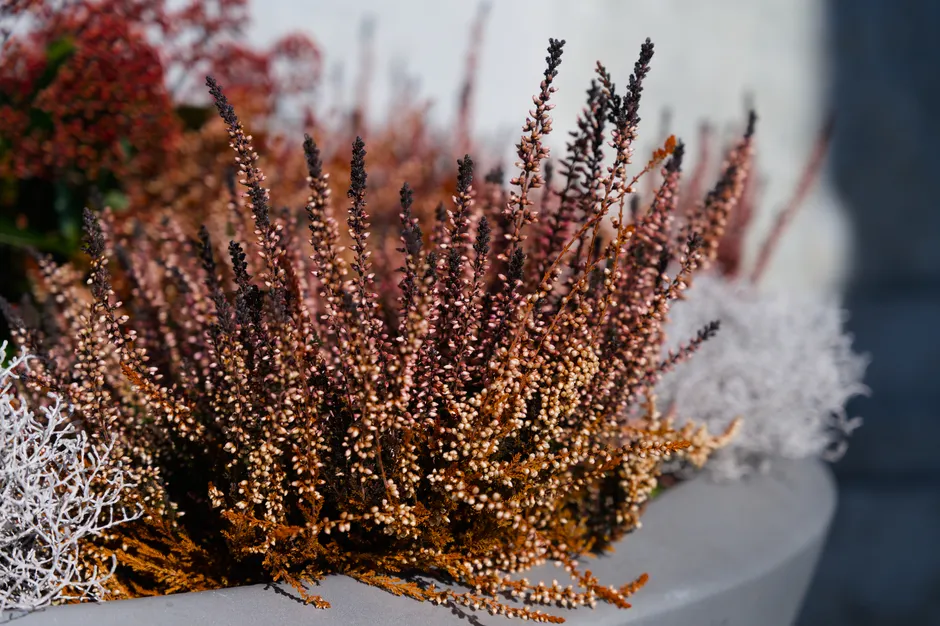 Colorful heather plants in full autumn bloom, beautifully arranged in a decorative outdoor planter.