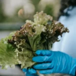 Biodynamie au potager : 4 études et 2,89 kg/m² à nuancer Crop anonymous female in casual clothes and blue gloves demonstrating bouquet of green lettuce leaves in hands in daytime in street