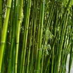 Bambou géant : jusqu'à 20 m, planter sans libérer les rhizomes Dense bamboo grove with vibrant green stalks, showcasing nature's serene beauty.