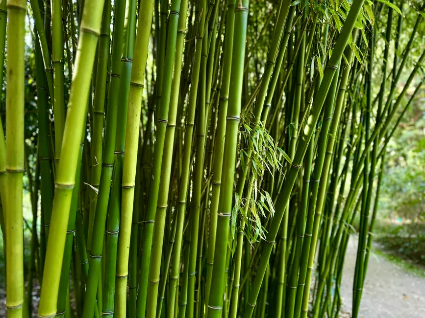 Dense bamboo grove with vibrant green stalks, showcasing nature's serene beauty.