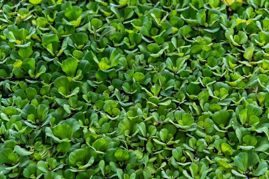 Dense cluster of vibrant green water lettuce plants floating on a pond in Bangladesh.