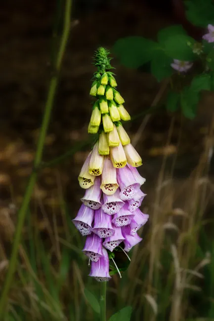 Detailed close-up of a blooming foxglove flower with vibrant purple petals and green buds.