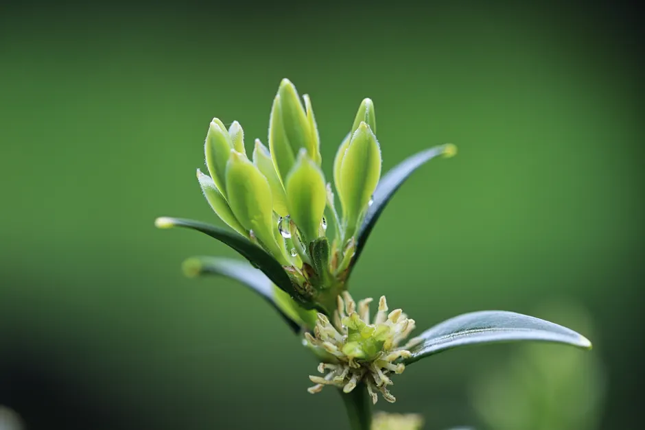 Detailed close-up of a Sarcococca plant bud with dewdrops, showcasing natural beauty.