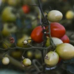 Tomates originales en 2026 : 6 variétés, 3 pièges Detailed close-up of colorful ripening tomatoes on a vine outdoors in natural lighting.