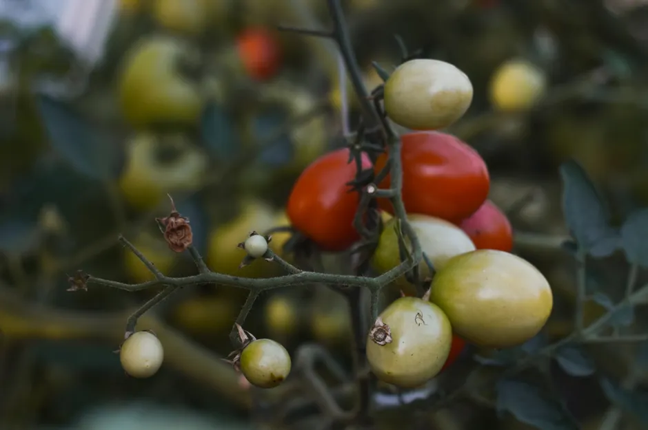 Detailed close-up of colorful ripening tomatoes on a vine outdoors in natural lighting.