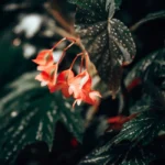 Bégonia tubéreux : février pour démarrer, mai pour planter, l’été pour fleurir Detailed close-up of orange begonia flowers with spotted leaves, showcasing plant photography.