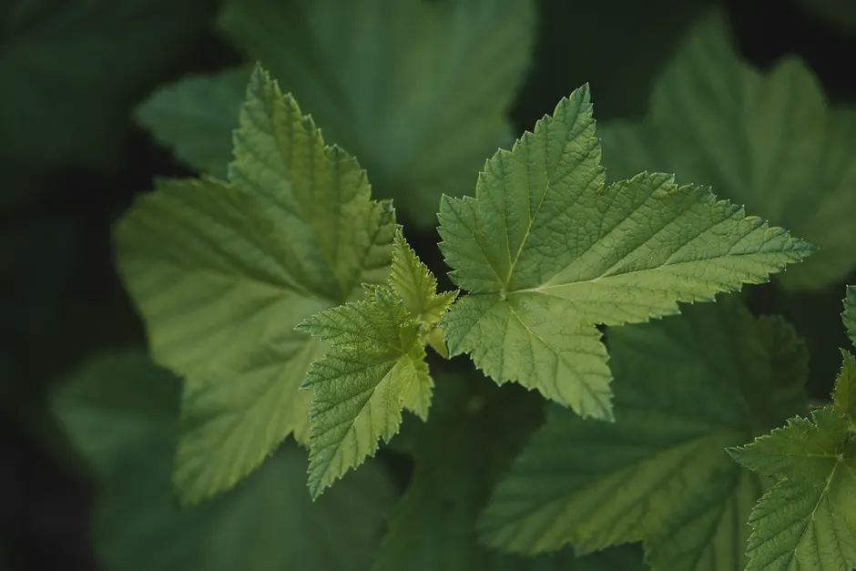 Detailed image of vibrant green blackcurrant leaves, showcasing natural beauty.
