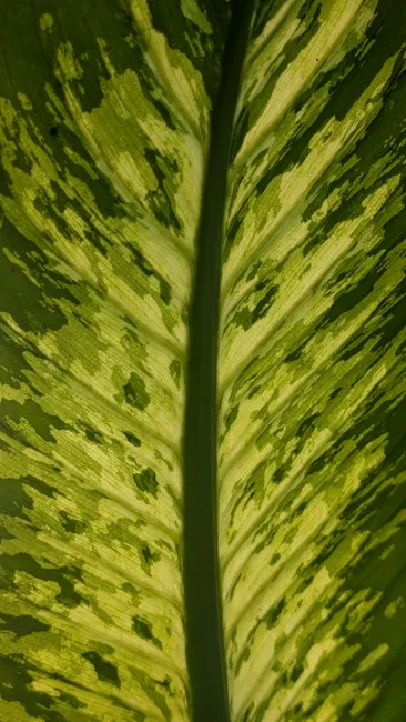 Detailed macro shot of a Dieffenbachia leaf showcasing intricate green vein patterns.