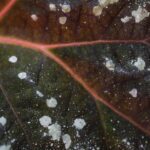 Detailed view of a leaf affected by powdery mildew, highlighting texture and pattern.
