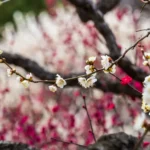 Abricotier japonais : fleurs dès janvier, fruits en juin-juillet, sans sorcellerie Detailed view of blooming plum tree branches with red and white flowers.