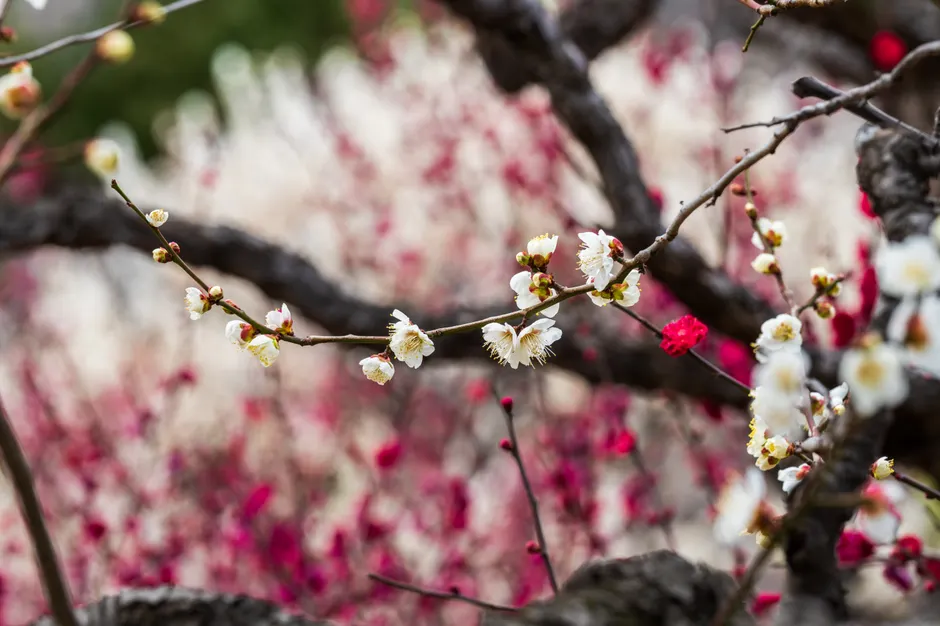 Detailed view of blooming plum tree branches with red and white flowers.