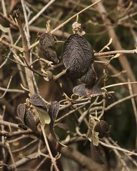 Detailed view of dried brown leaves on a shrub with branches, showcasing natural textures.