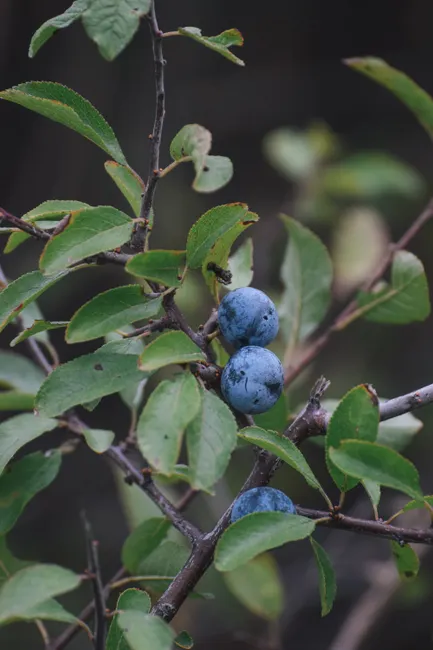 Detailed view of sloe berries on a blackthorn branch, surrounded by green foliage.