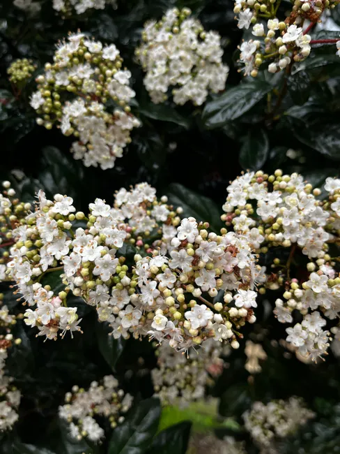 Detailed view of white viburnum flowers with dark green leaves in a natural outdoor setting.