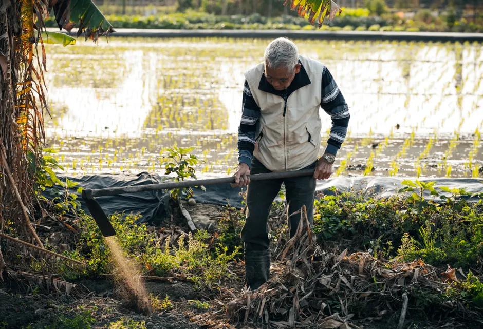 Elderly man cultivating soil with a hoe near a rice paddy during daytime.